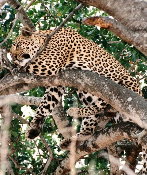 leopard 1